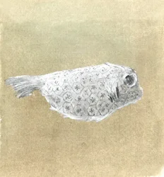 Koffervis, Sri Lanka, 2015
